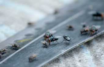 Μπορούν οι... μύγες να σώσουν τον πλανήτη;