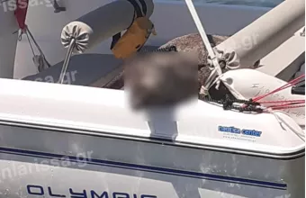 Αγριογούρουνο
