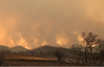 Φωτιές- Έβρος: Τεράστια οικολογική καταστροφή στο δάσος της Δαδιάς