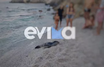 Εύβοια: Άραξε στην ακτή και απόλαυσε τον υπνάκο της