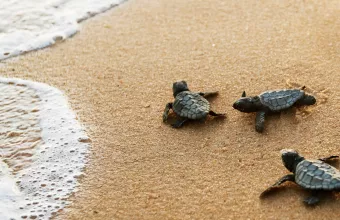 caretta caretta 