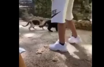 γατακι