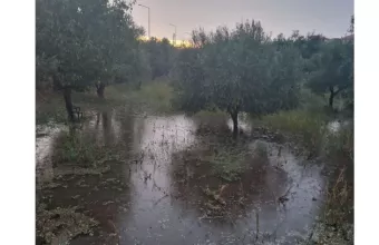 ελιές