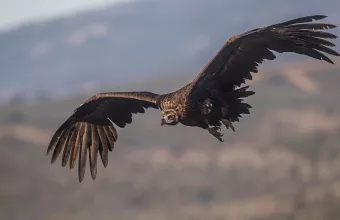 Σπάνιοι μαυρόγυπες 