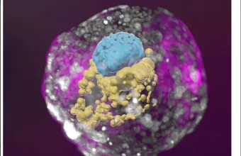 Model of embryo