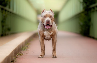 American XL bully