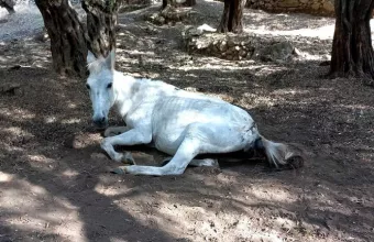 Άλογο