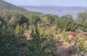χασισοφυτεία