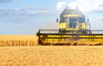 Grain