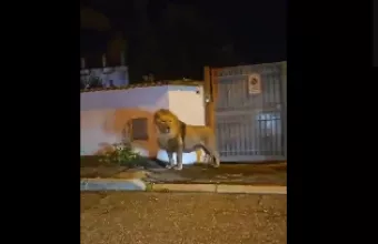 Λιοντάρι