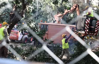 μετρο δενδρο