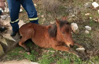 Αλογάκι