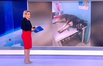 Αράχωβα 