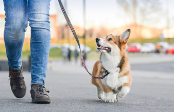 Ιταλία: Με DNA θα εντοπίζονται οι ιδιοκτήτες σκύλων που αφήνουν περιττώματα