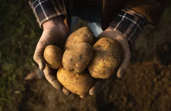 Potato