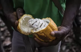 Cocoa