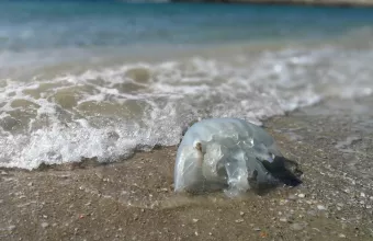 μεδουσα