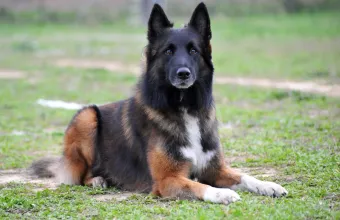skylos