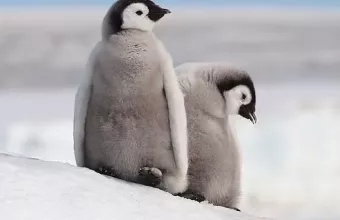 Καίγονται τα ζώα στην Ανταρκτική - Εκτεθειμένα στην τρύπα του όζοντος