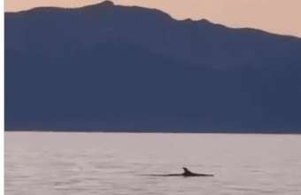 Ηλιοβασίλεμα με δελφίνια στην Εύβοια