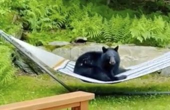 Βίντεο: Αρκούδα άραξε στην αιώρα σπιτιού στις ΗΠΑ