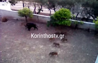 Αγριογούρουνα