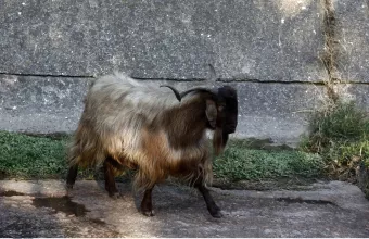 Αιγοπρόβατα