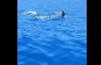 Δελφίνια