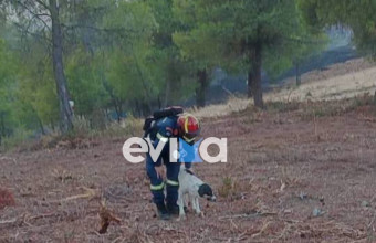 Εύβοια: Πυροσβέστης έσωσε σκυλί από το φλεγόμενο δάσος του Πισσώνα