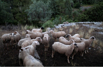 έλεγχοι σε μηρυκαστικά