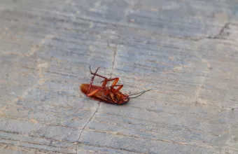 Λάρισα iπτάμενες κατσαρίδες
