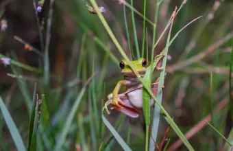 Darwin's frog