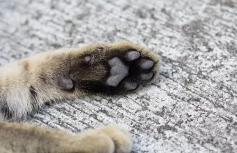 Paws cat