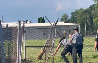 tramp video 