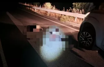 νεκρές αρκούδες