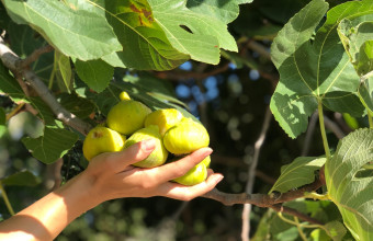 Βασιλικό σύκο Κύμης