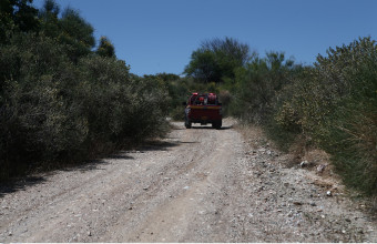 Καρδίτσα