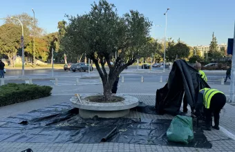 Ελιές