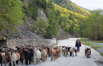 κοπάδι ευλογιά