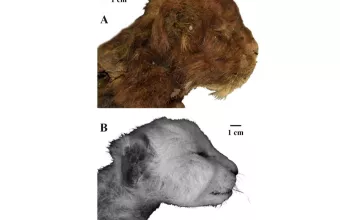 sabre toothed cat
