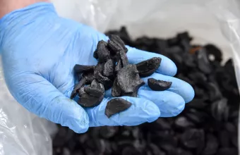 Σκόρδο Πλατυκάμπου: Το μυρωδάτο ελληνικό super food που εντυπωσιάζει διεθνώς 