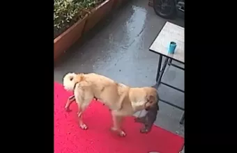 Κουτάβι