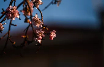 Εορτολόγιο: Ποιοι γιορτάζουν σήμερα 11 Μαρτίου