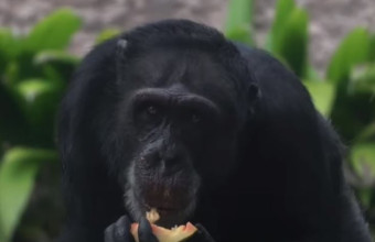 Yoko chimpanzee