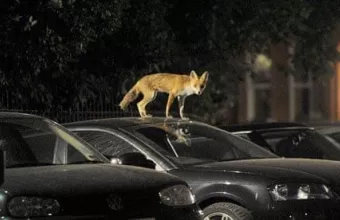 αλεπου