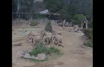 elephants, San Diego Zoo Wildlife Alliance