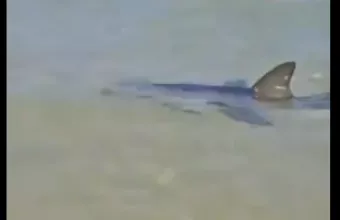 Καρχαρίας