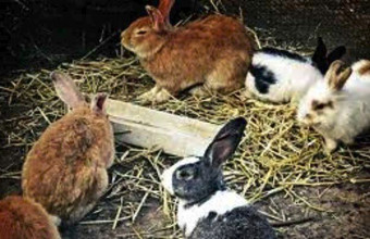 Αλυσίδα pet shop στη Βρετανία σταματά τις πωλήσεις κουνελιών τη Μεγάλη Εβδομάδα