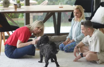 Pet Stories