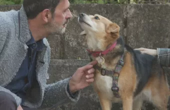 Pet Stories